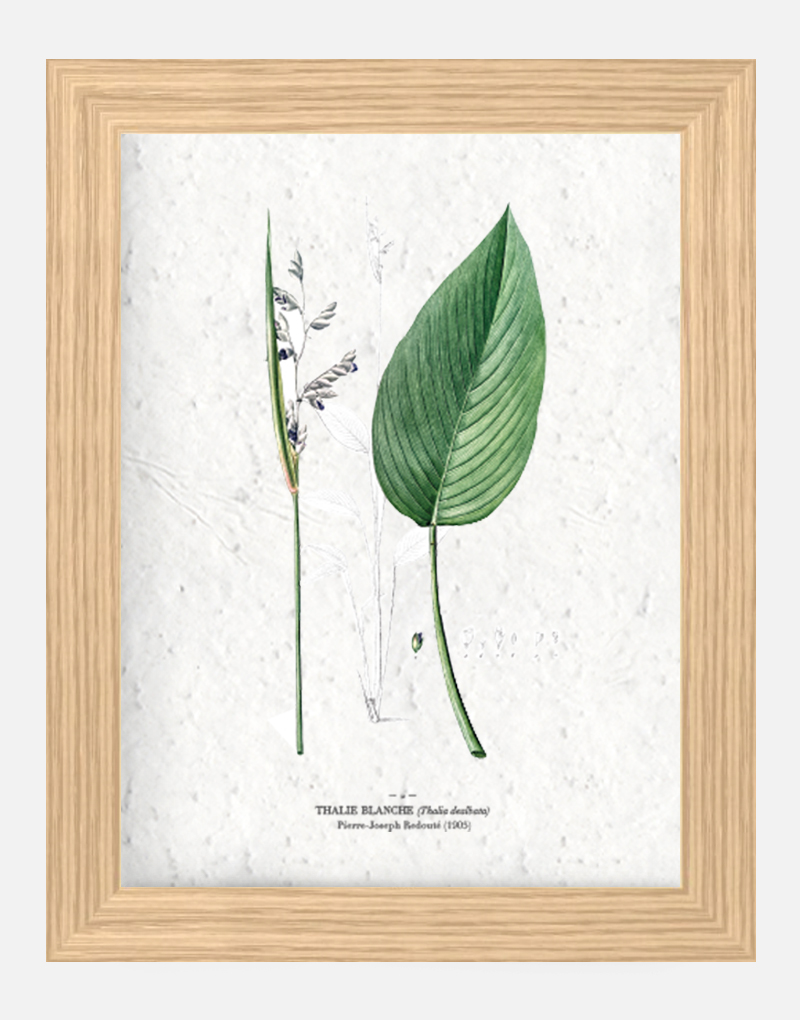 Affiche à planter - Thalie blanche 21 x 29,7 cm (A4) Affiche à planter seule