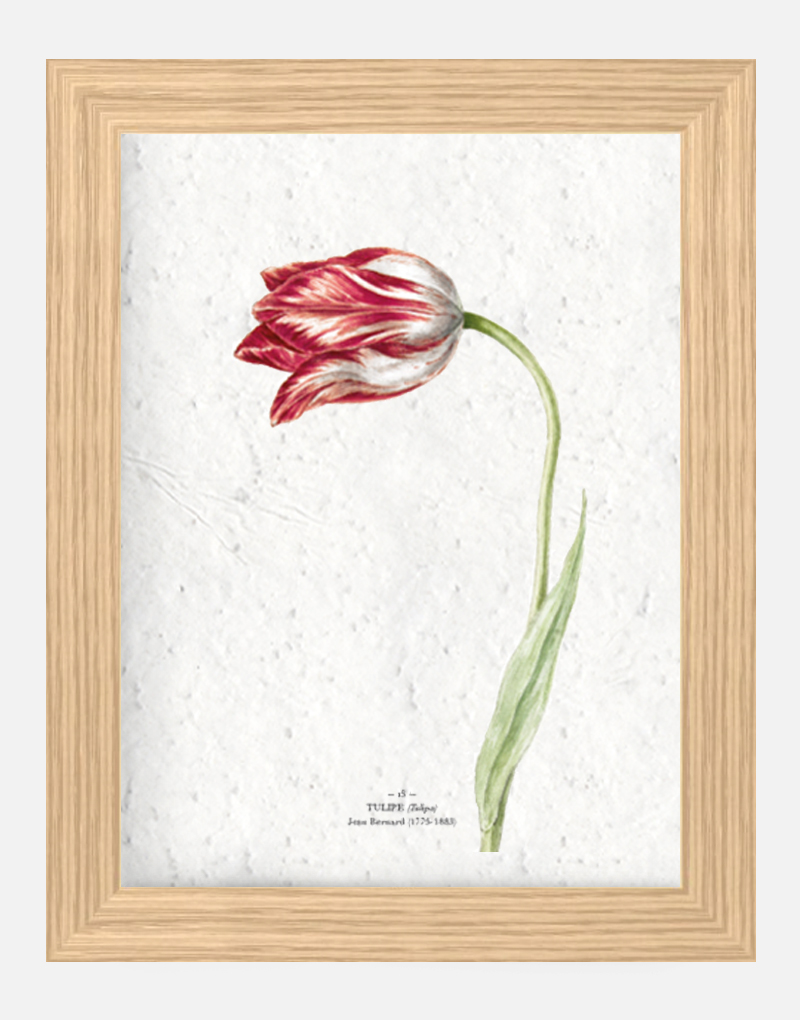 Affiche à planter - Tulipe 21 x 29,7 cm (A4) Affiche à planter seule