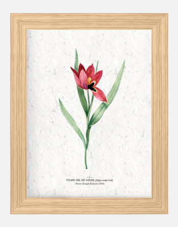Affiche Biodiversité Tulipe oeil de soleil