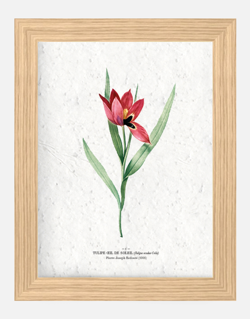 Affiche à planter - Tulipe œil de soleil 21 x 29,7 cm (A4) Affiche à planter seule