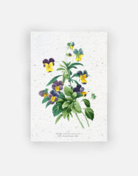 carte-biodiversite-premium-pensee-sauvage-a6-fleurs-flore