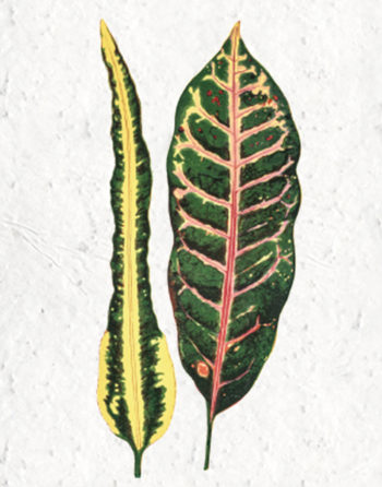 Zoom Affiche Biodiversité Croton