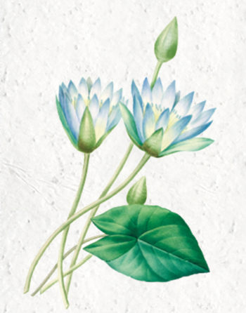 Zoom Affiche Biodiversité Lotus Bleu