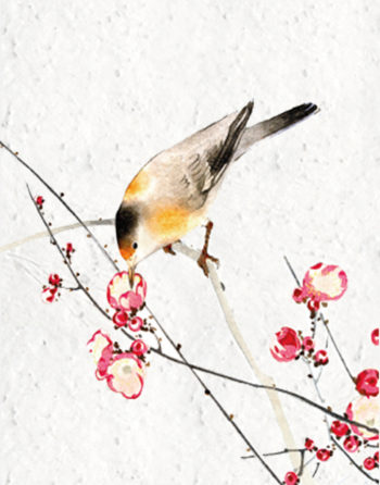 Zoom Affiche Biodiversité Oiseau et cerisier