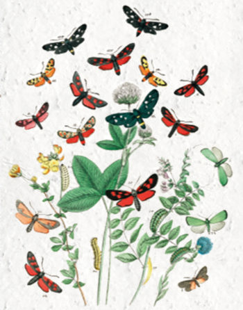 Zoom Affiche Biodiversité Papillons et chenilles