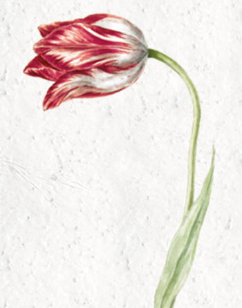 Zoom Affiche Biodiversité Tulipe
