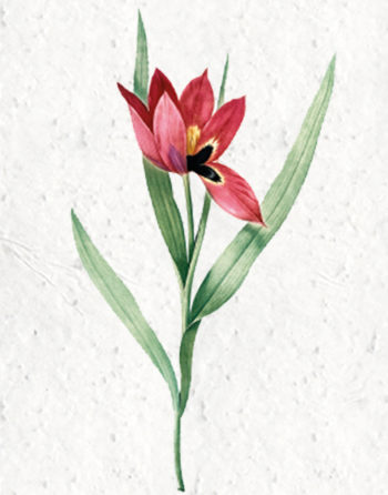 Zoom Affiche Biodiversité Tulipe Oeil de soleil