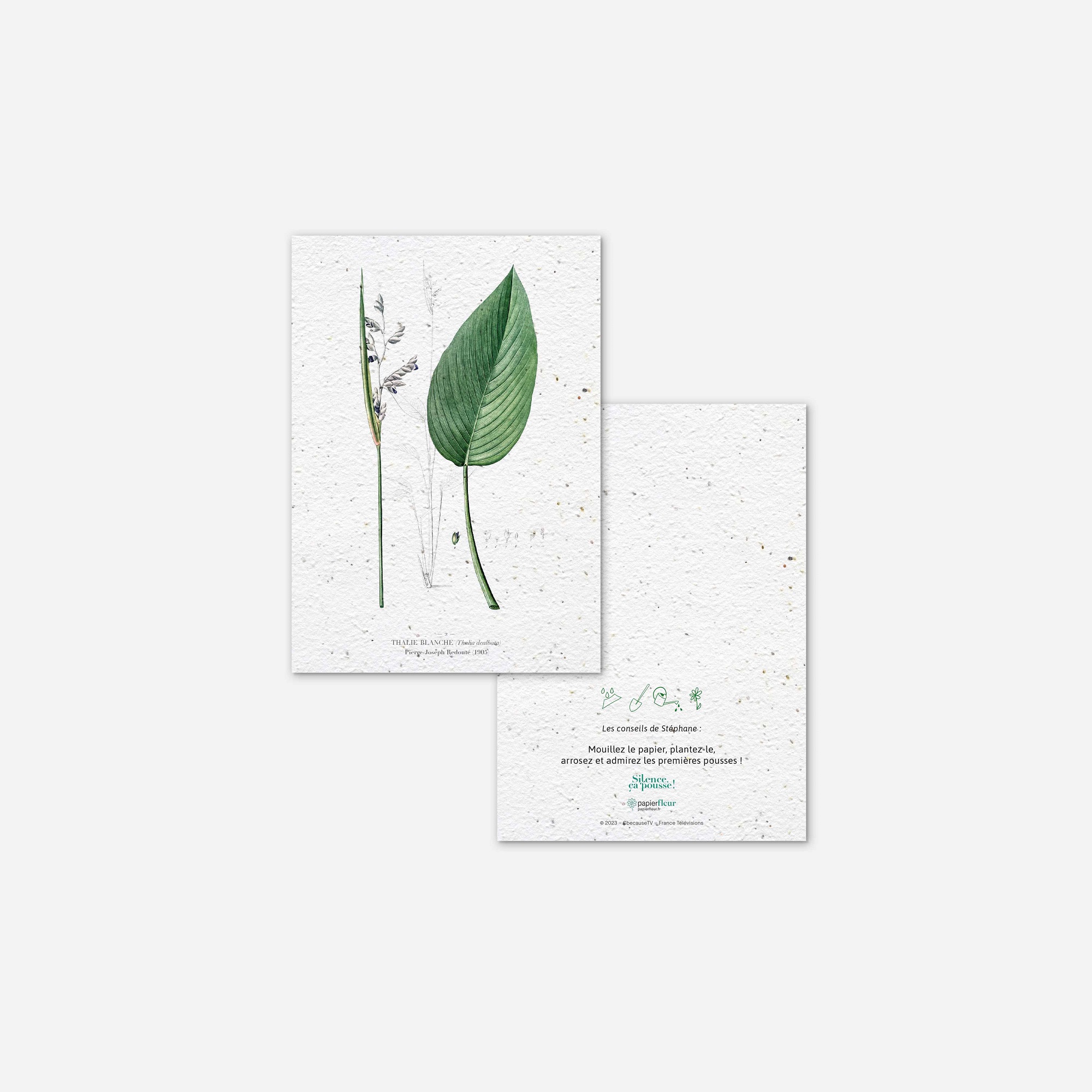Papier Fleur - Carte à planter - Thalie blanche 100% biodégradable